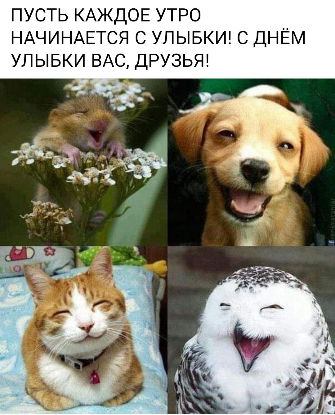ПУСТЬ КАЖДОЕ УТРО НАЧИНАЕТСЯ С УЛЫБКИ С ДНЁМ УЛЫБКИ ВАС ДРУЗЬЯ