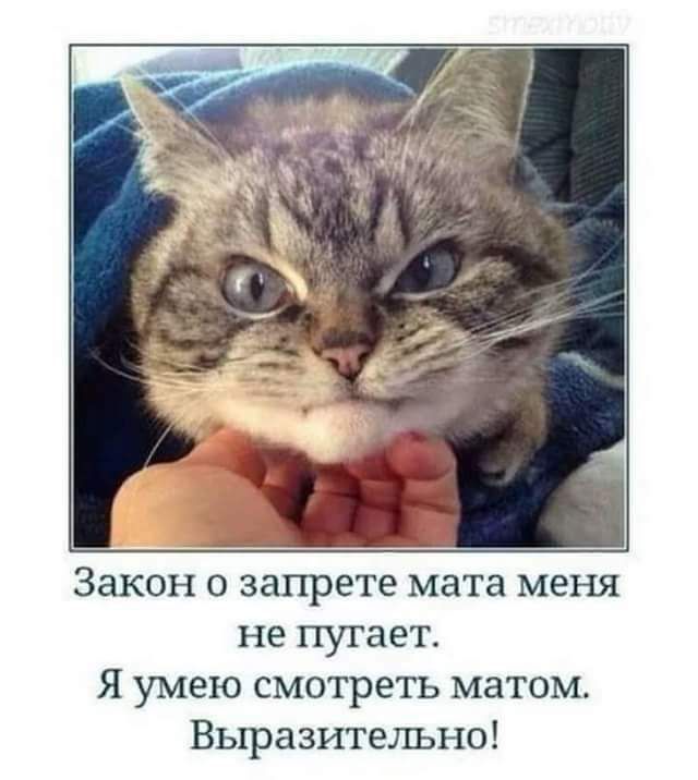 Закон о запрете мата меня не пугает Я умею смотреть матом Выразительно
