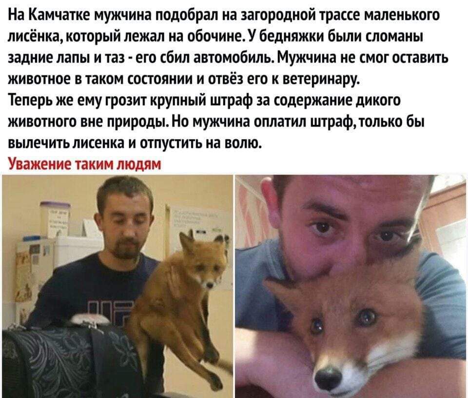 На Кяичіте мужчин подвірял декорацией грят излеиыюго пикёииа кторый пеши а пбтиивЛ Бедиижки Были тощим задние лапы и из ею бил гномами Мужчин е смог осп ть жившим тием кппояиии и отвёз его шерищу Теперь же ту грозит крупиый штрзф за садержниие дикого жившими ние пришлыми мужчина сплати штрафлопип бы имении писсинг и опустил иа ипю Уныние тии пшли