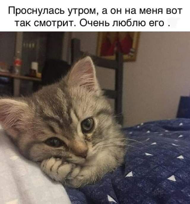 Проснулась утром а он на меня вот так смотрит Очень люблю его