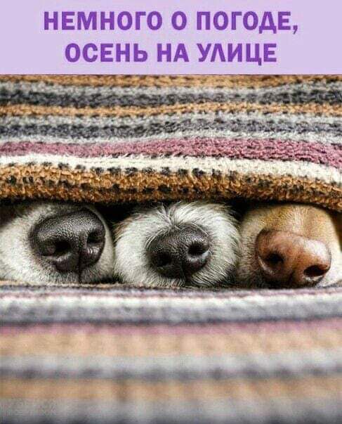 нвмного о погода осень нд УАИЦЕ ___гт 77 _ТБЭЧФ дад