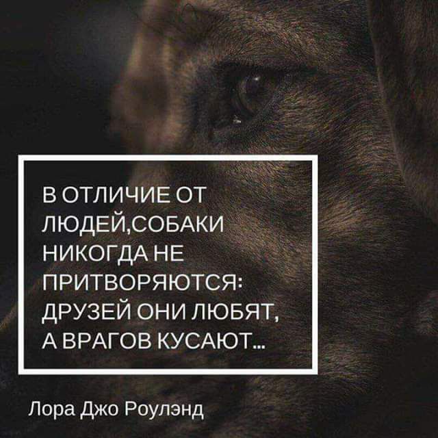 в ОТЛИЧИЕ от ЛЮДЕЙСОБАКИ никогдА НЕ ПРИТВОРЯЮТСЯ ДРУЗЕЙ ОНИ ЛЮБЯТ А ВРАГОВ КУСАЮТ Лора Джо Роупзнд