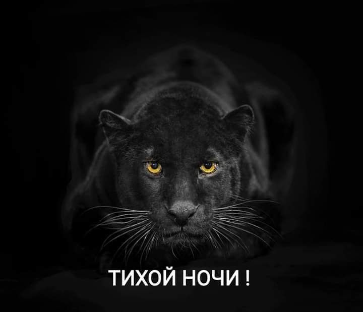 ТИХОЙ НОЧИ