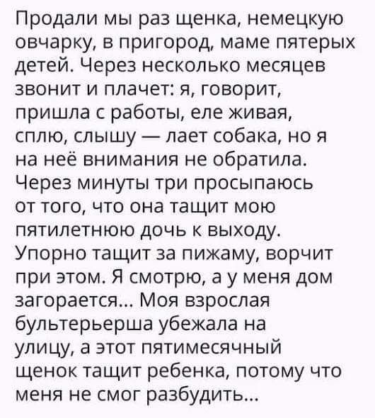 Продали мы раз щенка немецкую овчарку в пригород маме пятерых детей Через несколько месяцев звонит и плачет я говорит пришла с работы еле живая сплю слышу лает собака но я на неё внимания не обратила Через минуты три просыпаюсь от того что она тащит мою пятилетнюю дочь к выходу Упорно тащит за пижаму ворчит при этом Я смотрю а у меня дом загорается Моя взрослая бультерьерша убежала на улицу в этот