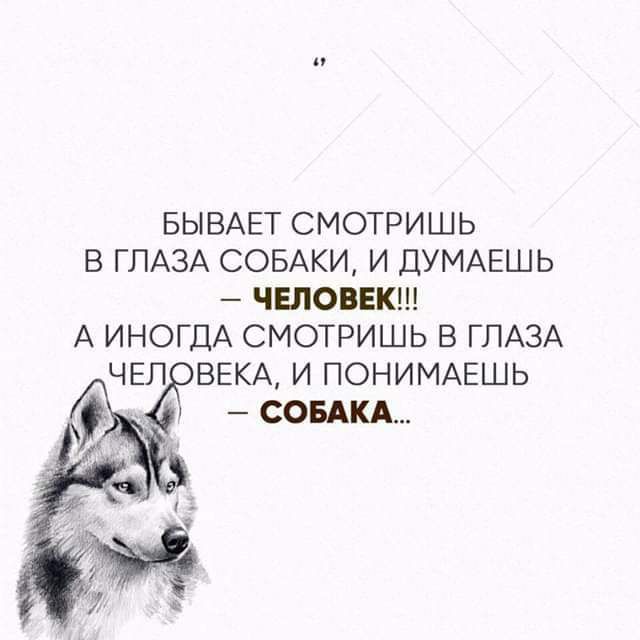 БЫВАЕТ СМОТРИШЬ В ГЛАЗА СОБАКИ И ДУМАЕШЬ ЧЕЛОВЕК А ИНОГДА СМОТРИШЬ В ГЛАЗА ЧЕЛ ВЕКА И ПОНИМАЕШЬ СОБАКА