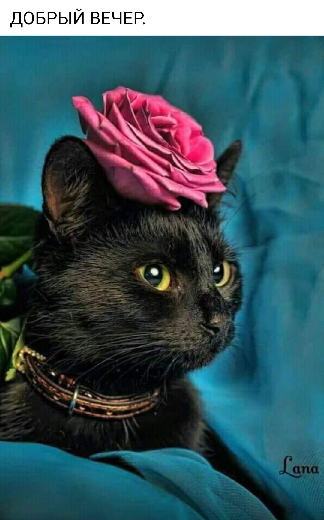 Гламурная кошечка. Красивые кошки. Черные котята с розами. Гламурная кошка. Черный котенок в цветах.
