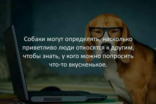 Собаки могут определять насколько приветливо люди ымосятся другим чтбы знать у кого можно папросить чю то вкусненькое
