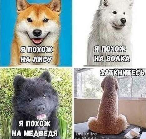 Я ПОДЁК ид медведя