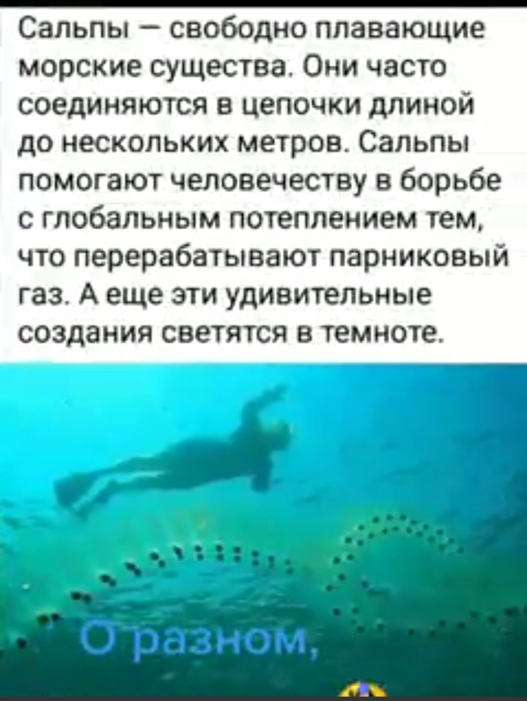 Сальпы свободно плавающие морские существа Они часто соединяются в цепочки длиной до нескольких метров Сальпы помогают человечеству в борьбе с глобальным потеплением тем что перерабатывают парниковый газ А еще эти удивительные создания светятся в темноте Оразном