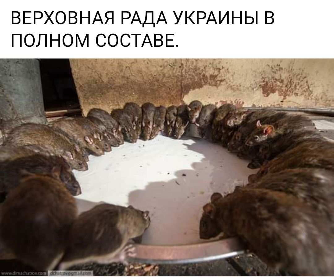 ВЕРХОВНАЯ РАДА УКРАИНЫ В ПОЛНОМ СОСТАВЕ ы