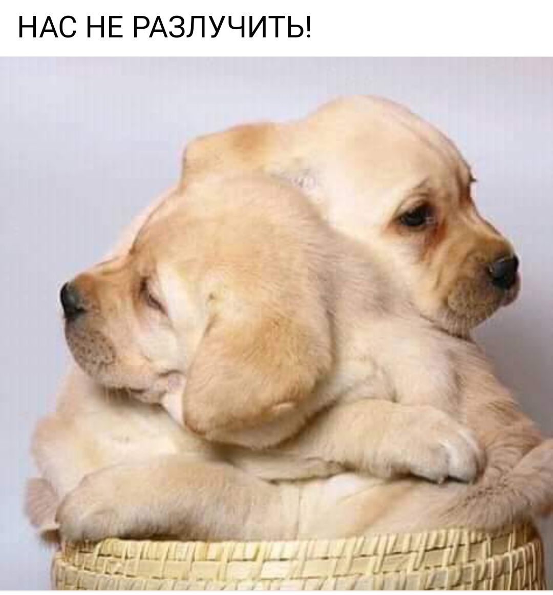 НАС НЕ РАЗЛУЧИТЬ