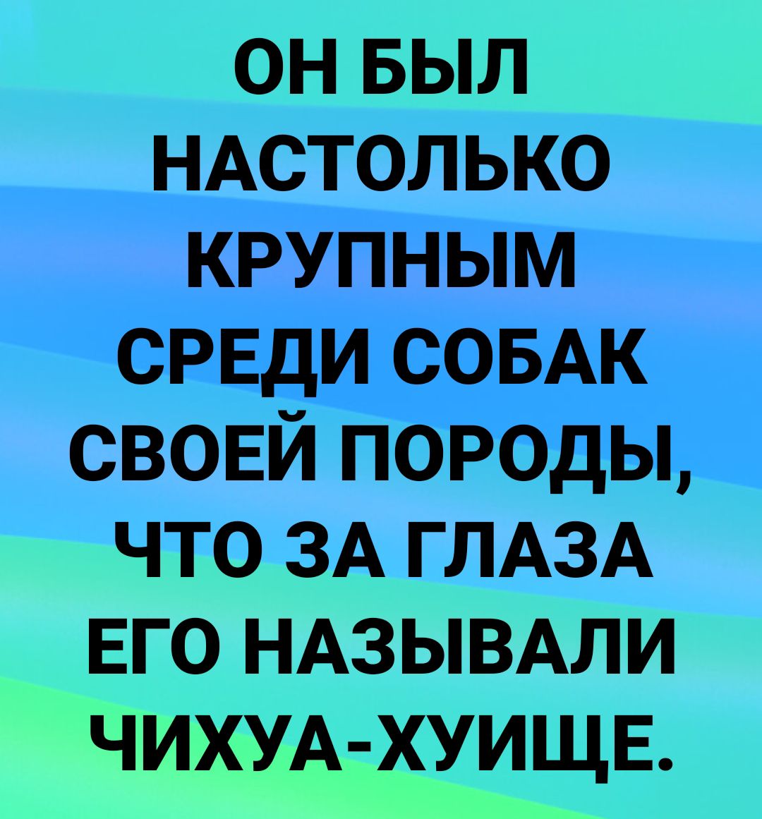 он выл ндстолько крупным средис Аі своей по бдЫ что ЗА ГЛАЗА ЕГО НАЗЫВАЛИ ЧИХУА ХУИЩЕ