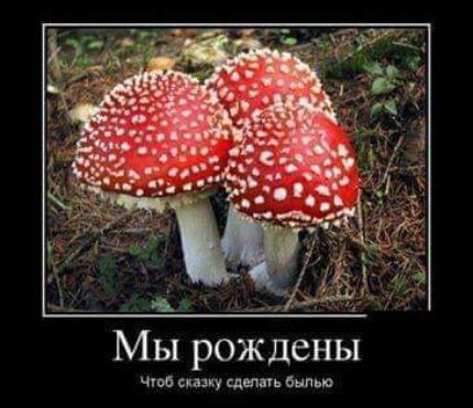 Мы рождены что сиз ку шыш мю