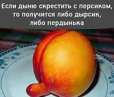 Если дыню скрестить с персиком то получится либо дырсин либо пердыньна