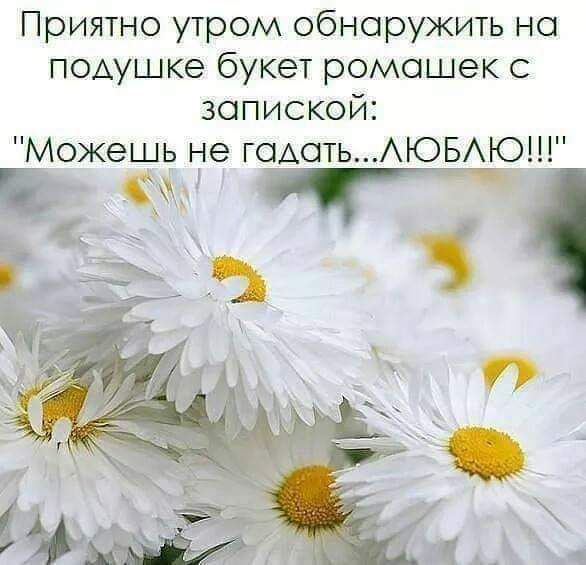 Приятно утром обнаружить но подушке букет ромашек запиской Можешь не иметь АЮБАЮ 5 г
