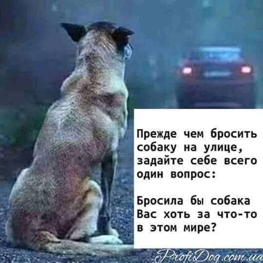 Прежде чем бросить собаку на улице задайте себе всего ОДИН ВОПРОС Бросила бы собака Вас хоть за что то в этом мире 7075 у мт и
