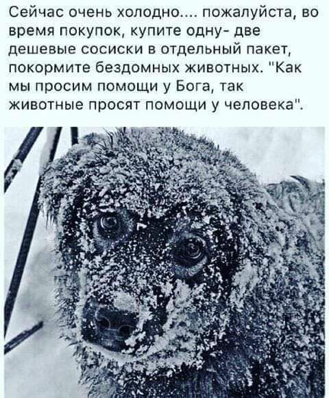Сейчас очень хопидно_ пожалуйста во время покупок купите опну две дешевые сосиски в отдельный пакет покормите бездомных животных Как мы просим помощи у Бога так животные просят помощи у человека