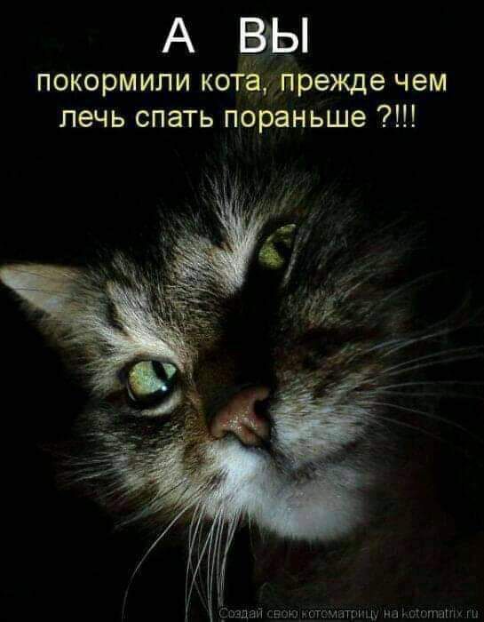 АВЫ покормили котдацпреище чем лечь спать пораньше