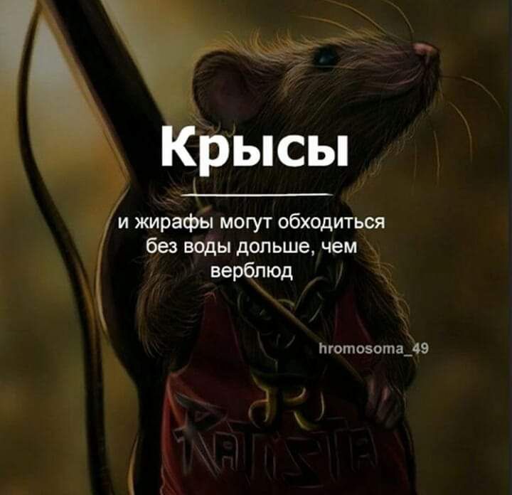 Ысы _ и имафы могут обходиться без воды дольше чем тотоястазэ ЕЁ 32