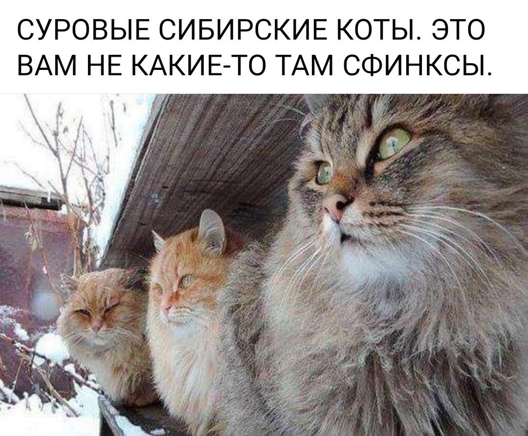 СУРОВЫЕ СИБИРСКИЕ КОТЫ ЭТО ВАМ НЕ КАКИЕТО ТАМ СФИНКСЫ