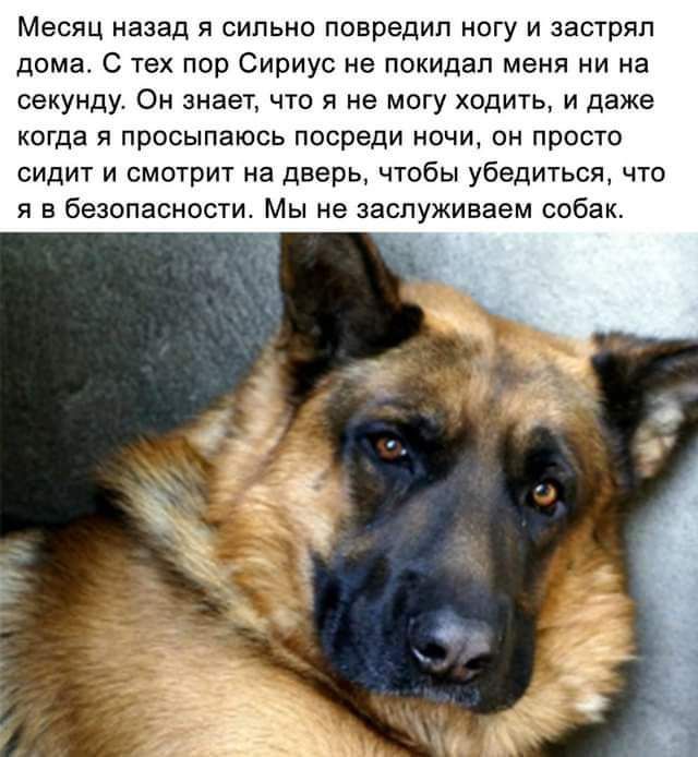 Месяц назад я сильно повредил ногу и застрял дома С тех пор Сириус не покидал меня и на секунду Он знает что я не могу ходить и даже когда я просыпаюсь посреди ночи он просто сидит и смоурит на дверь чтобы убедиться что я в безопасности Мы не заспуживаем собак