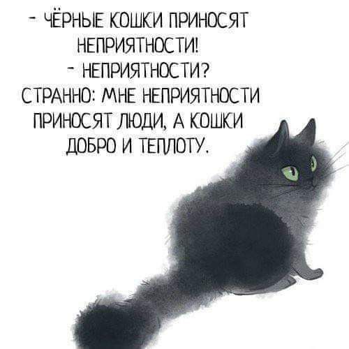ЧЁРНЫЕ кошки приносят неприятности НЕПРИЯТНОСТИ СТРАННО мнв нвприятности приносят люди А кошки довро и тгплоту