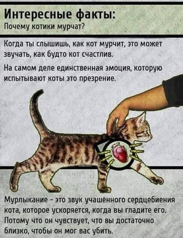 Интересные факты Почему котики мурчат КОГДЗ ТЫ СПЫШИШЬ как КОТ МУРЧИТ 310 МОЖЕТ звучать как Будто кот счаппив На самом деле едиипвенная эмоция которую ИСПЫТЫЕЁЮТ КОТЫ ЭТО ПРЕЭПЕНИЕ Мурлыкание это звук учашенниго сердцебиения кота которое ускоряпщ когда вы гпадите его Потому что он чувствует что вы доктаючно Близко чтобы он мог вас убить