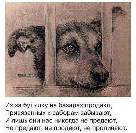 Их за бутылку на базарах продают Привязанных заберем забывают И лишь они нас никогда не предают Не предают не продают не пропивают