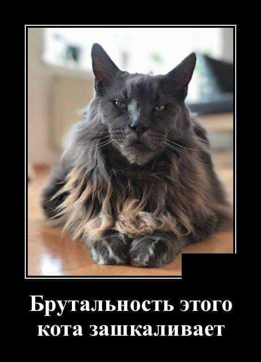 Брутальность этого кота зашкаливает