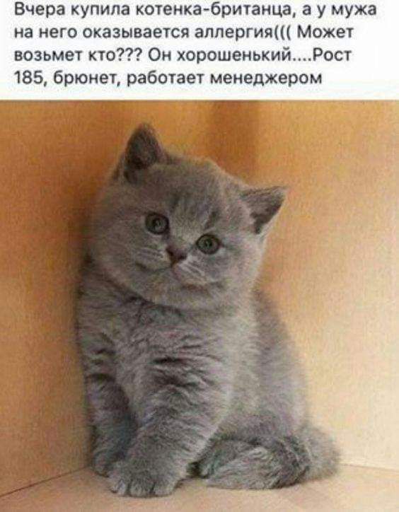Вчера купила котенка бри1анца а у мужа на него оказывается аллергия Можеч возьмет то Ои хорошенькийРост 185 брюнел работет менеджером