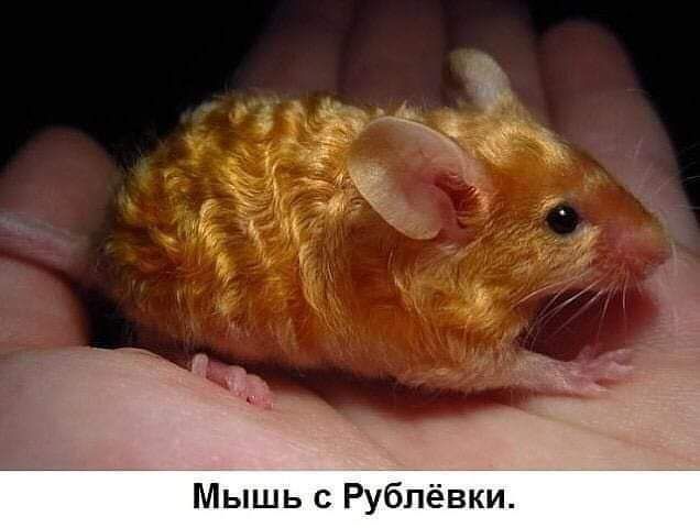 Мышь с Рублёвки