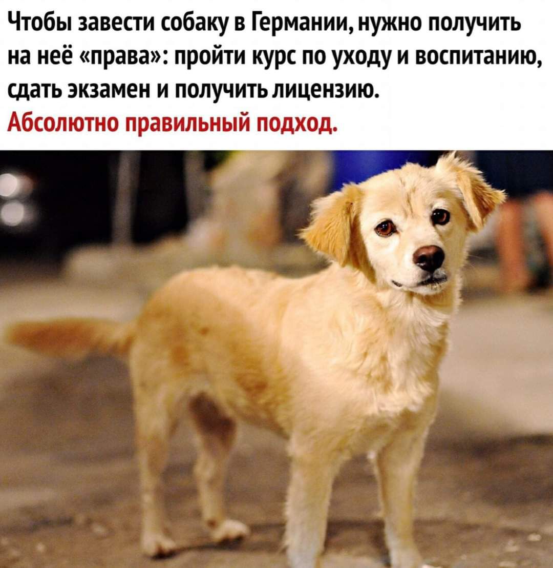 Чтобы завести собаку и Германии нужно получить на неё права пройти курс по уходу и воспитанию сдан экзамен И ПОПУЧЮЬ ПИЦЕИ3ИЮ Абсолюта правильный подход