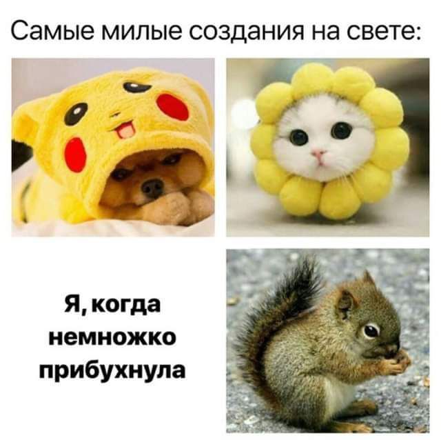 Самые милые создания на свете Я когда немножко прибухиупа