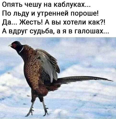 Опять чешу на каблуках По льду и утренней пороше Да Жесть А вы хотели как А вдруг судьба а я в галошах г