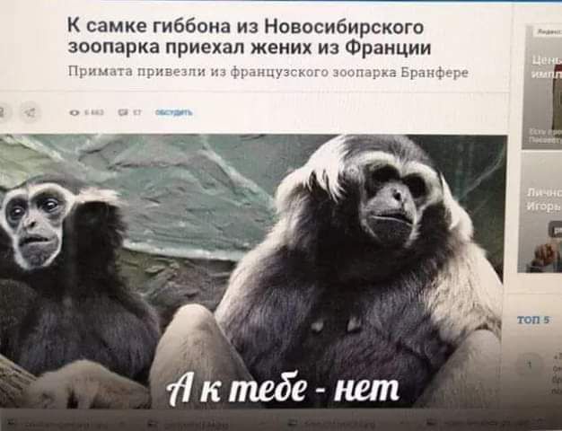 к самке Гиббона и Новосибирского зоопарка приехал жених из Франции