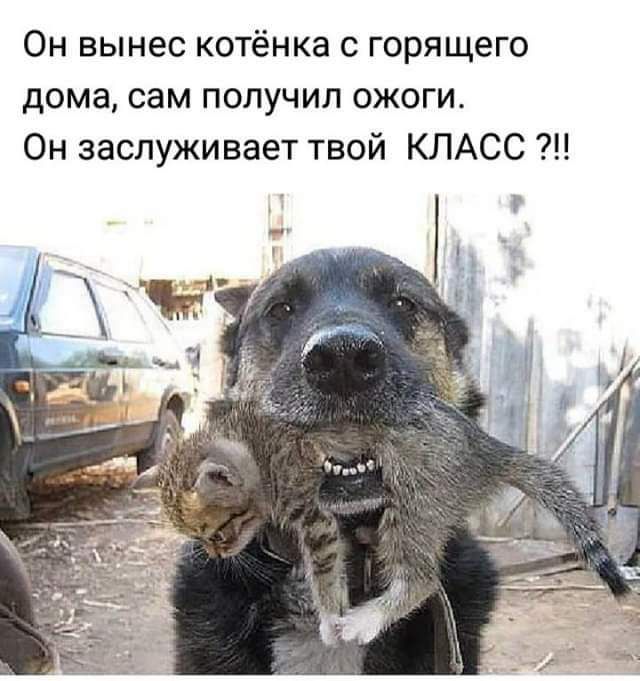 Он вынес котёнка горящего дома сам получил ожоги Он заслуживает твой КЛАСС