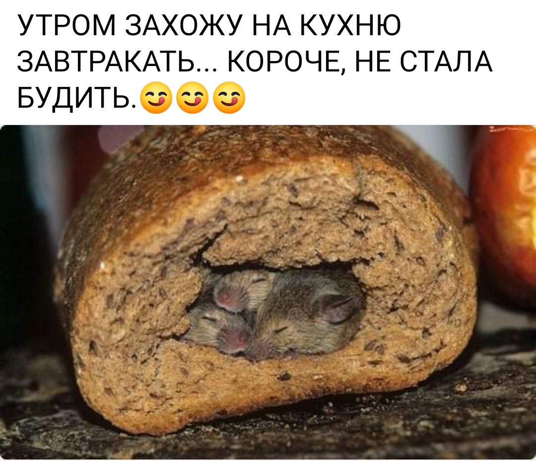 УТРОМ ЗАХОЖУ НА КУХНЮ 3АВТРАКАТЬ КОРОЧЕ НЕ СТАЛА Будить00