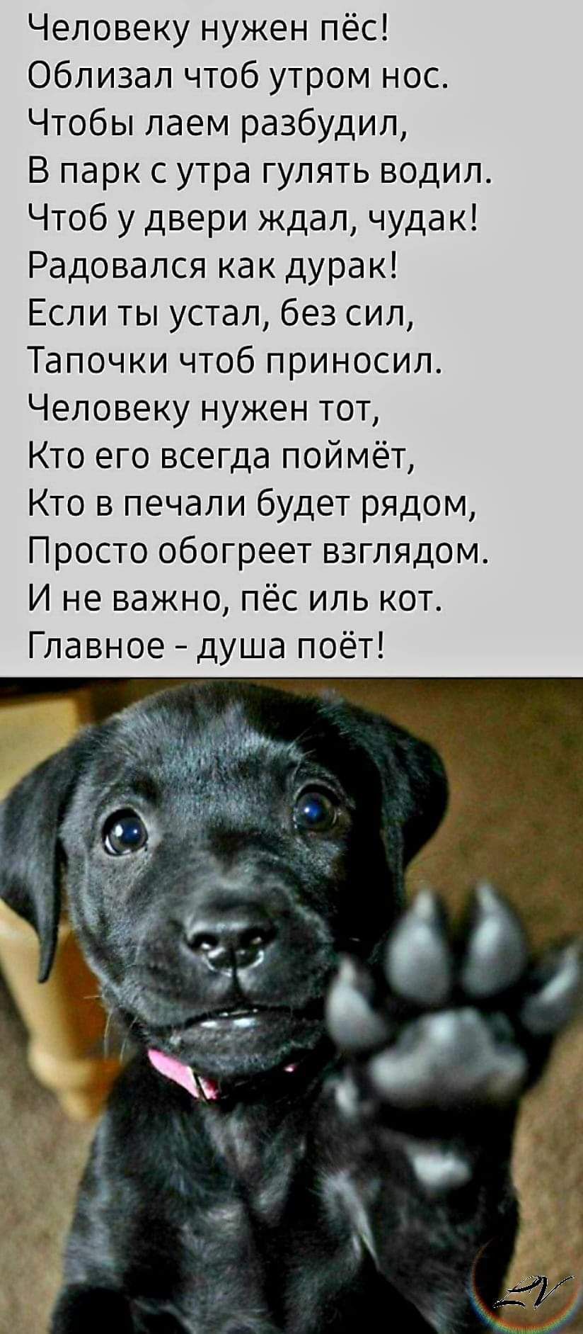 Человеку нужен пёс Облизал чтоб утром нос Чтобы лаем разбудил В парк с утра...