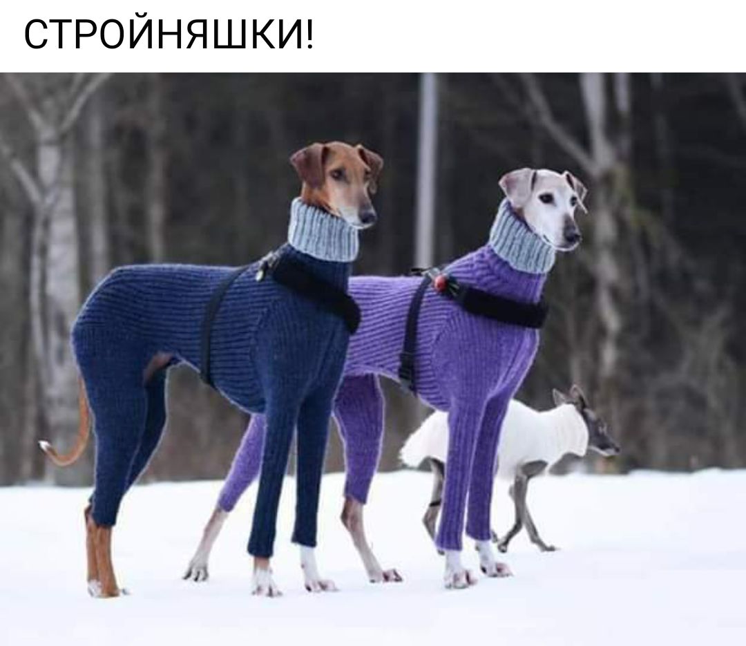 стройняшкш