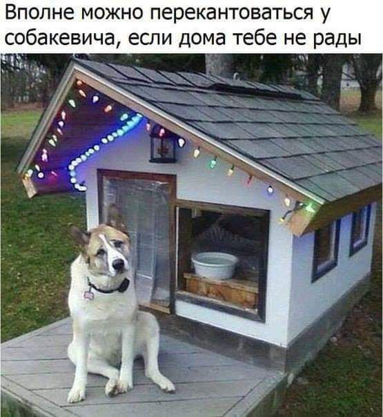 Вполне можно перекантоваться у собакевича если дома тебе не рады