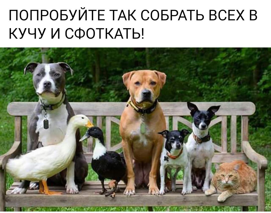 Follow pet. Разные домашние животные. Животные вместе. Много домашних животных. Разные животные вместе.