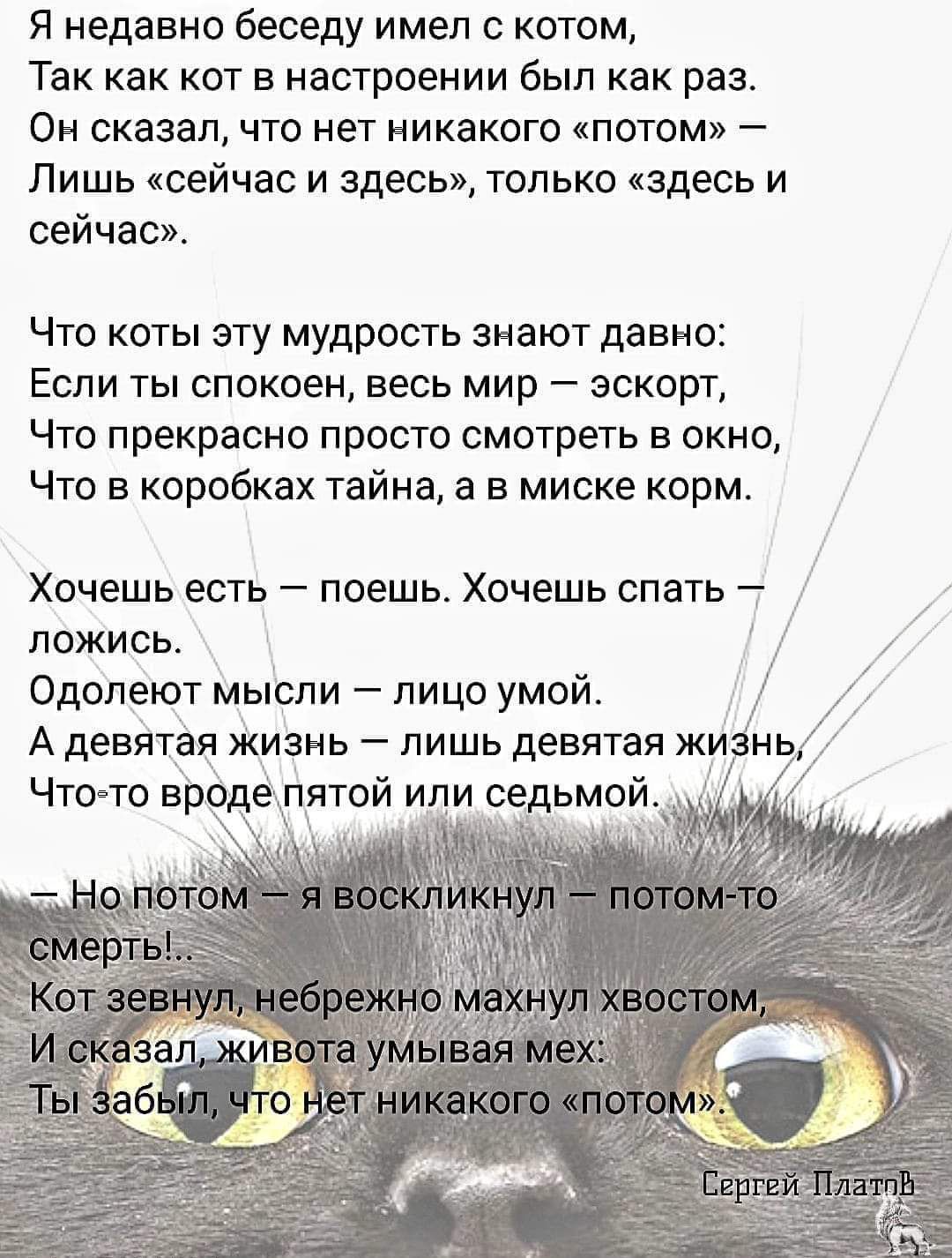 Я недавно беседу имеп котом Так как кот в настроении был как раз Он сказал что нет никакого потом Лишь сейчас и здесь только здесь и сейчас Что коты эту мудрость знают давно Если ты спокоен весь мир эскорт Что прекрасно просто смотреть в окно Что в коробках тайна а в миске корм Хочешь есть поешь Хочешь спать ложись Одопеют мыоли лицо умой А девятая жизнь пишь девятая жи нь Чтото вродёшятой или сед