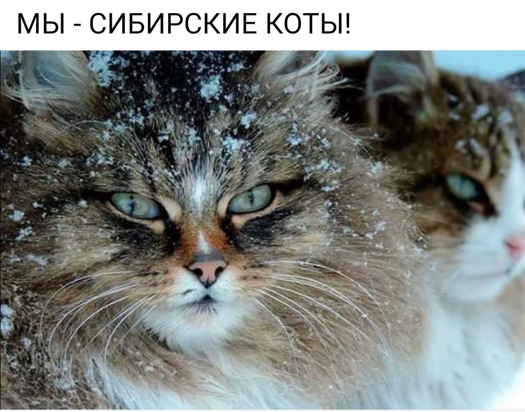 МЫ СИБИРСКИЕ КОТЫ