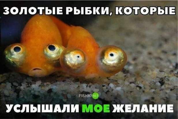 ЗОЛОТЫЕ РЫБКИ КОТОРЫЕ 9 с с УСЛЫШМИ МОЕ ЖЕЛАНИЕ