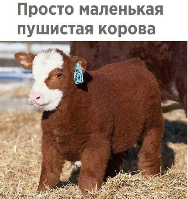 Просто маленькая пушистая корова