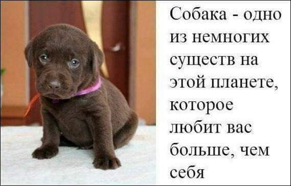 Собака одно из немногих существ на этой планете которое любит вас больше чем себя