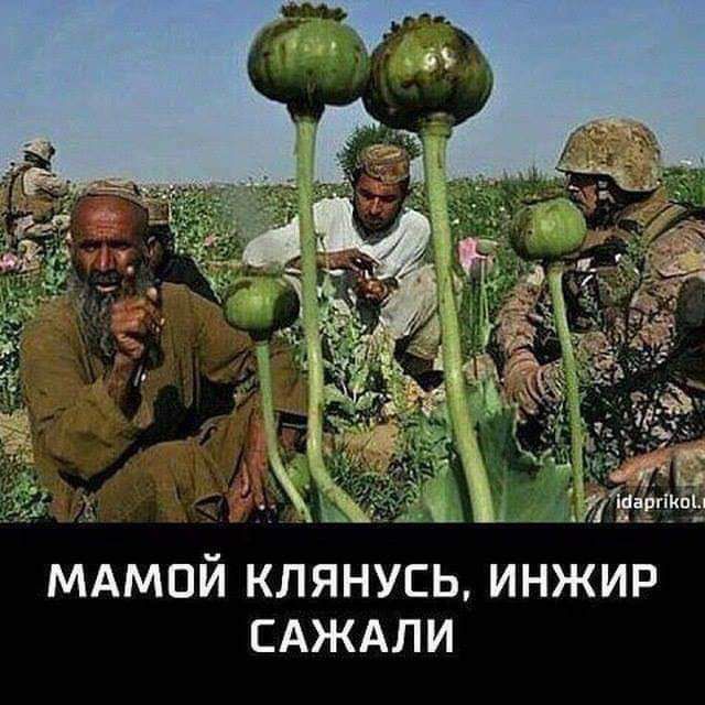 МАмпй клянусь инжир САЖАЛИ