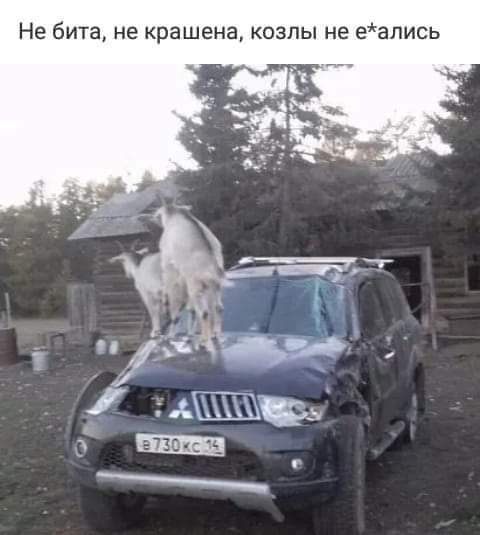 Не бита не крашена КОЗПЫ НЕ еапись