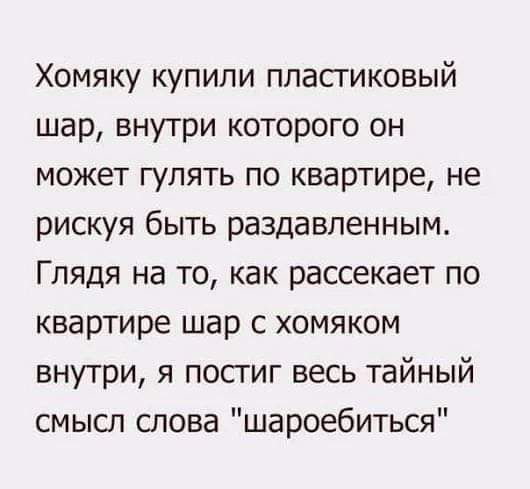 Хомяку купили пластиковый шар внутри которого он может гулять по квартире не рискуя быть раздавленным Глядя на то как рассекает по квартире шар с хомяком внутри я посгиг весь тайный смысл слова шароебиться