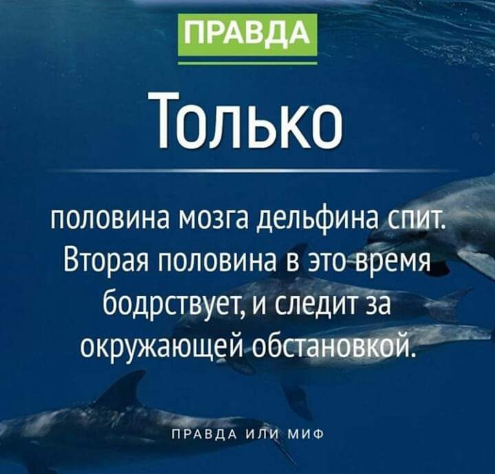 ТОлько половина мозга дельфина Вторая половина в зточзггемя бодрствует и следиіёё окружающей обспмТ ппвдь или миф